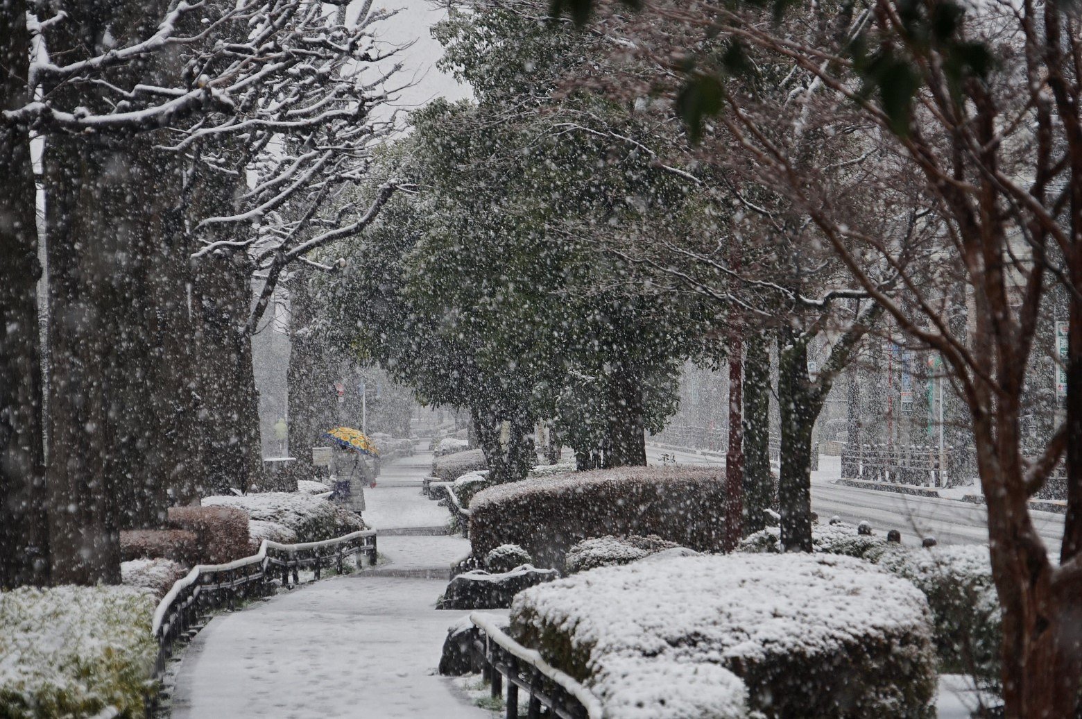 雪の朝