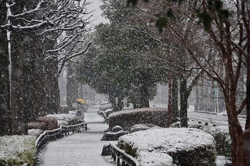 雪の朝