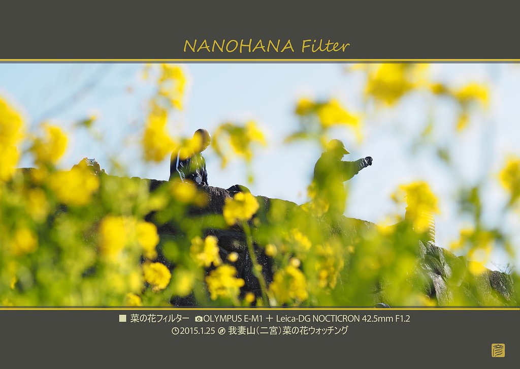 菜の花フィルター