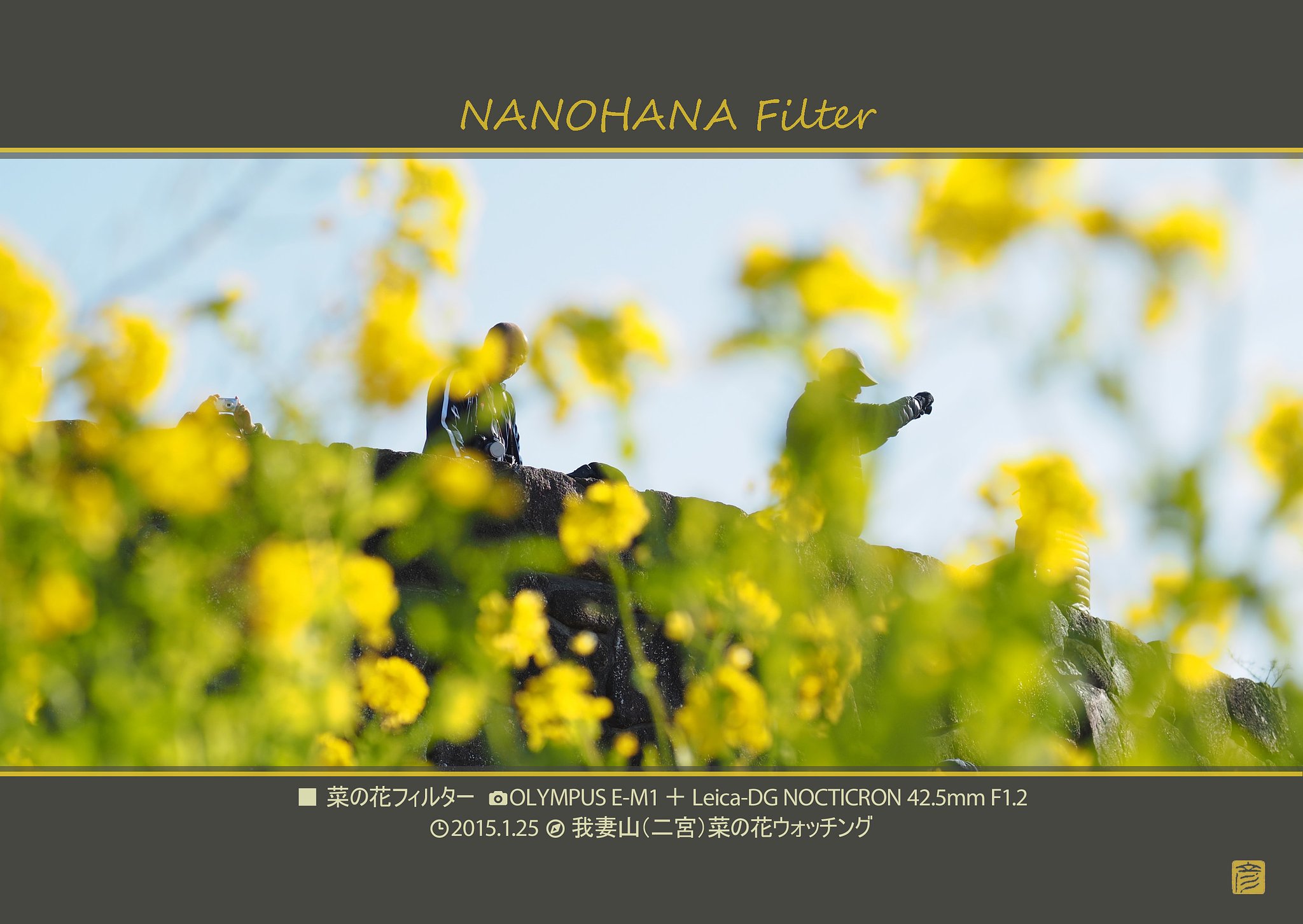 菜の花フィルター