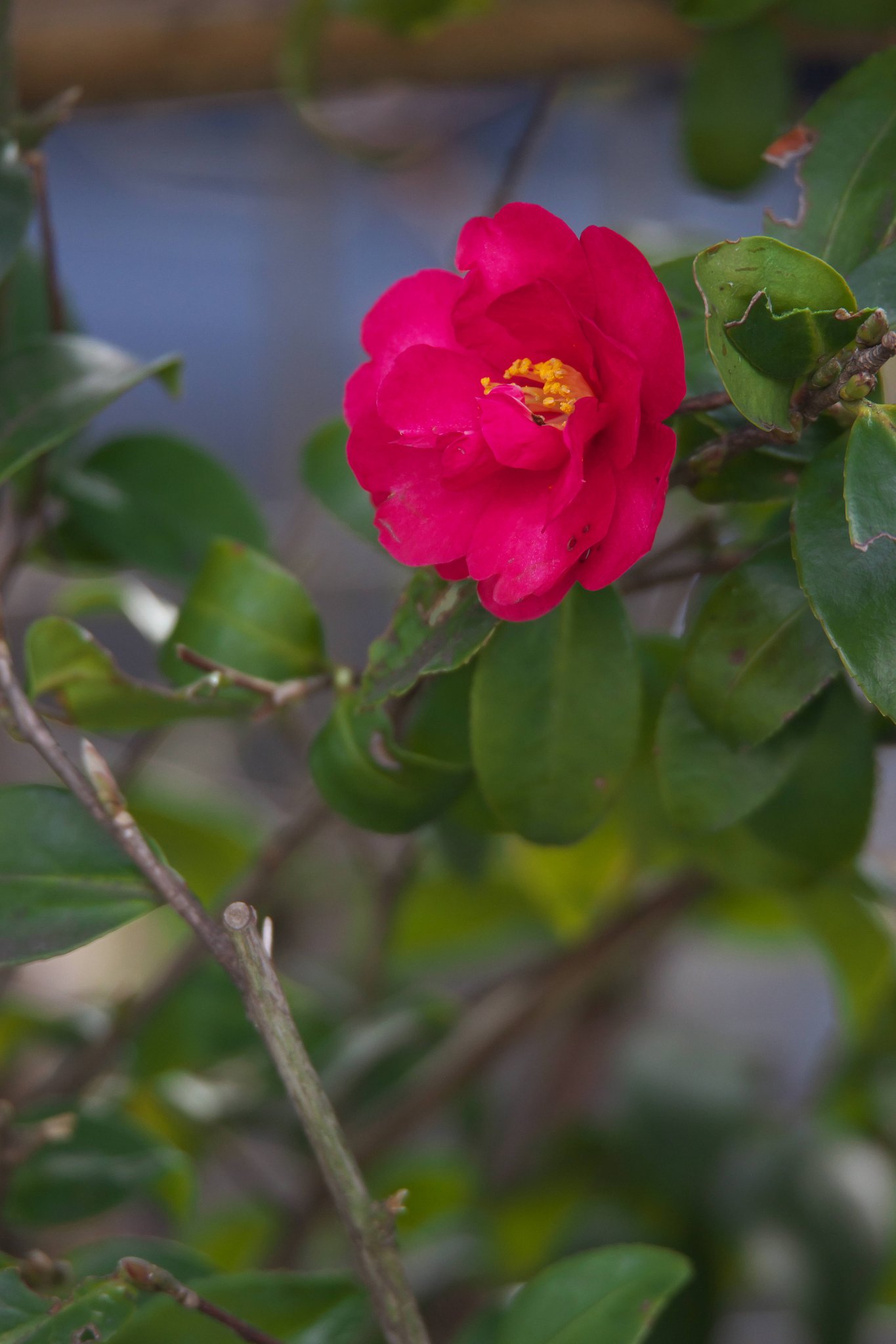 彩り