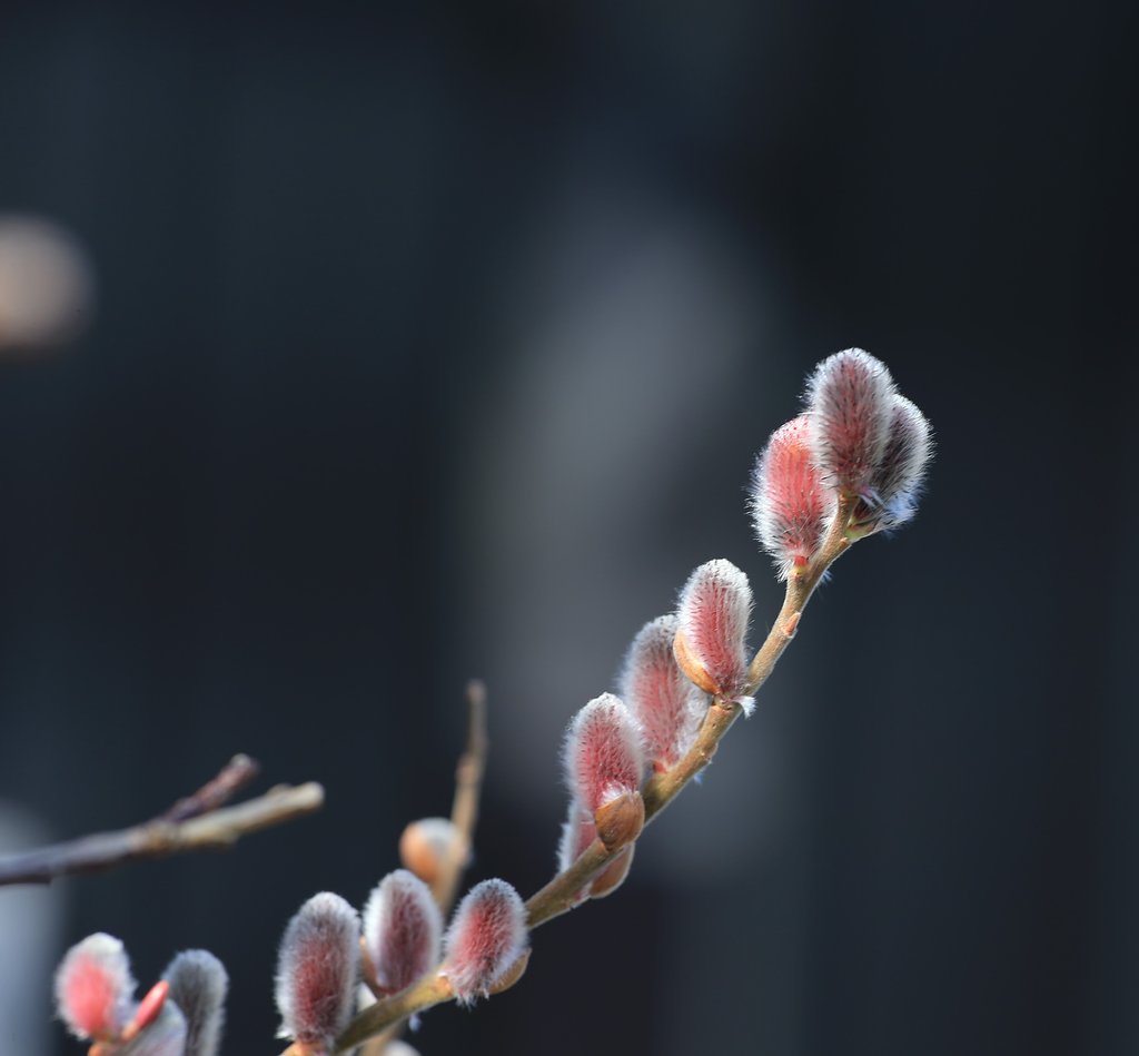 ネコヤナギ　もうすぐ開花