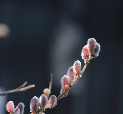 ネコヤナギ　もうすぐ開花