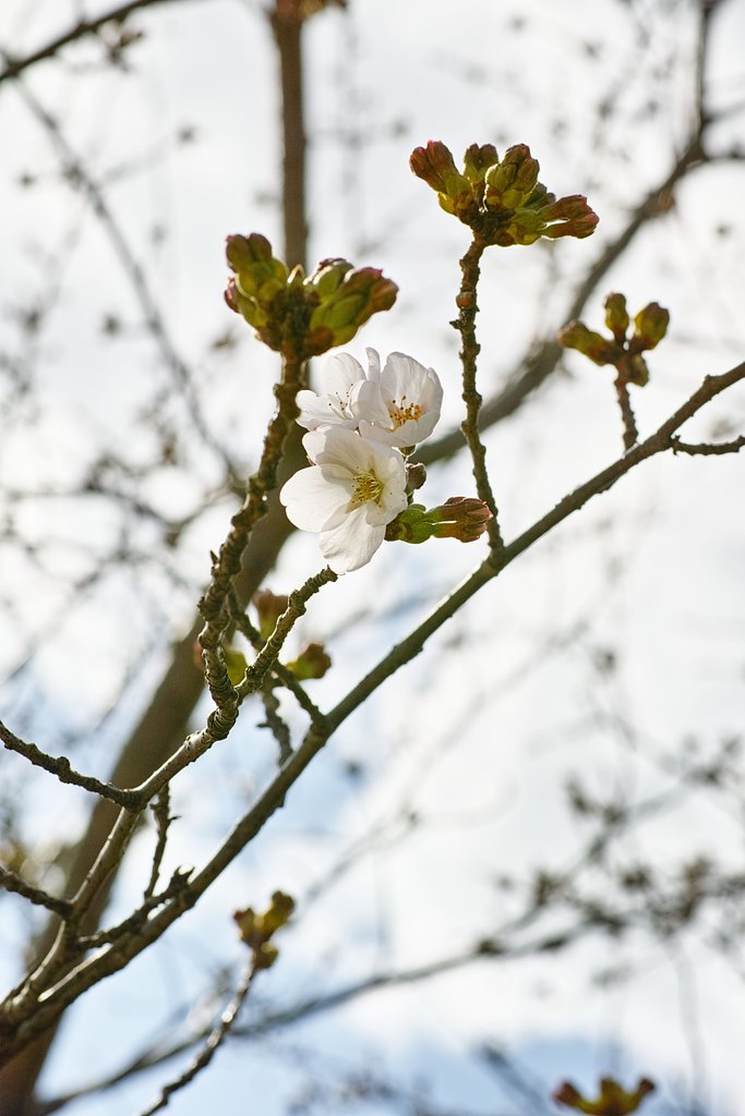 開花