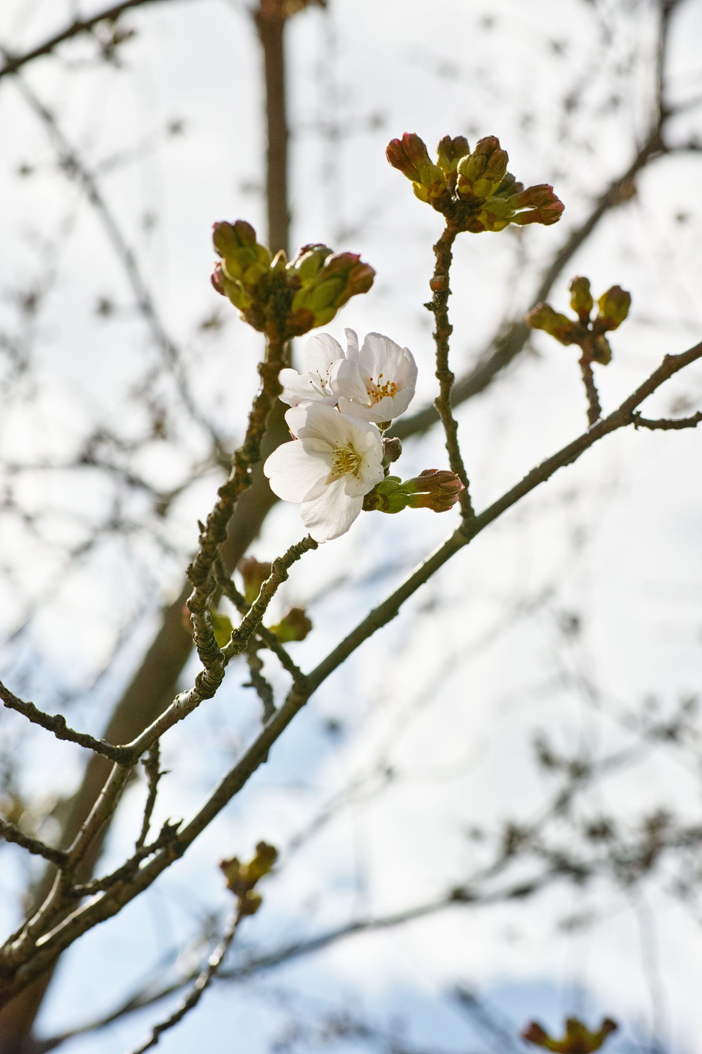 開花