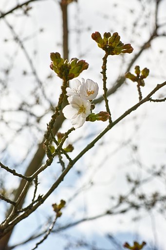 開花