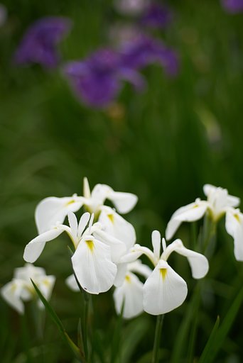 Sonnar 1:2 f=85mm