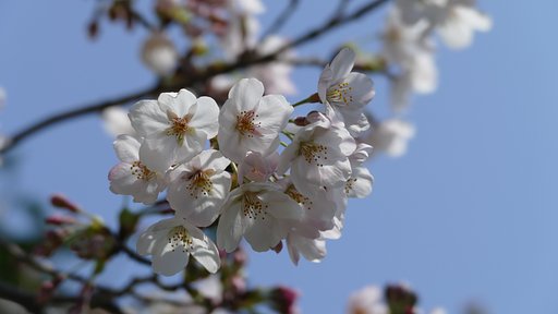 桜も満開