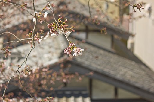 桜並木との瓦模様