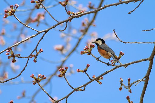 春のヤマガラ