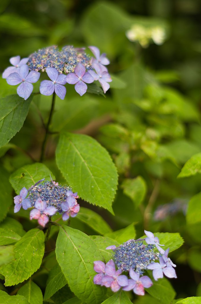山紫陽花