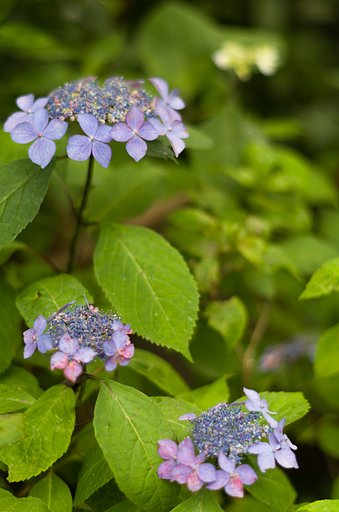 山紫陽花