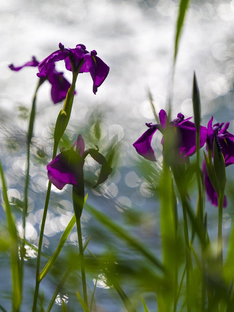 菖蒲