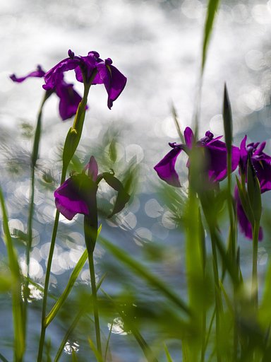 菖蒲