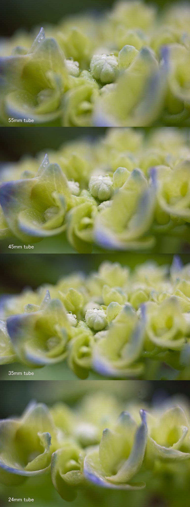 ガク紫陽花のチューブ接写