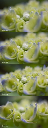 ガク紫陽花のチューブ接写