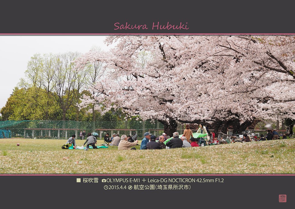 桜吹雪