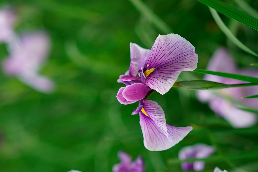 Sonnar 135mm F1.8 ZA