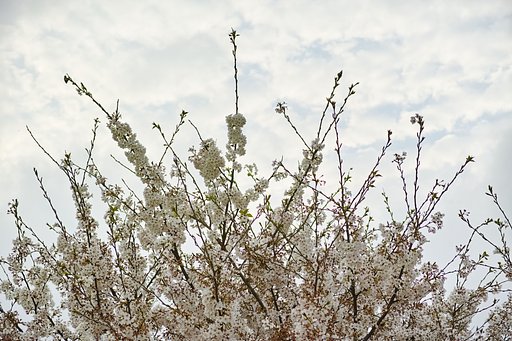桜も終わり