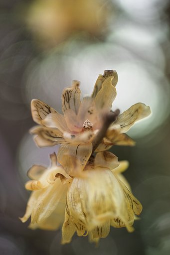 PENTAX　FA50mmF2.8MACRO