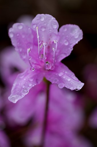SIGMA MACRO 70mm F2.8 