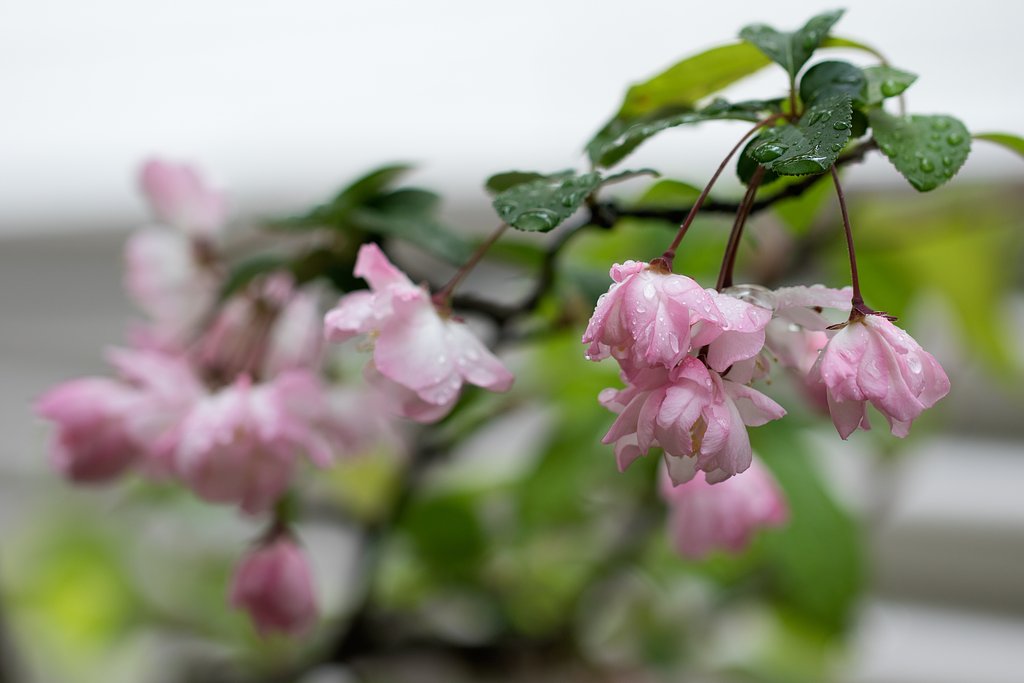 EF100mm F2.8 L MACRO IS USM