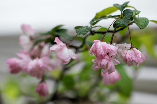 EF100mm F2.8 L MACRO IS USM
