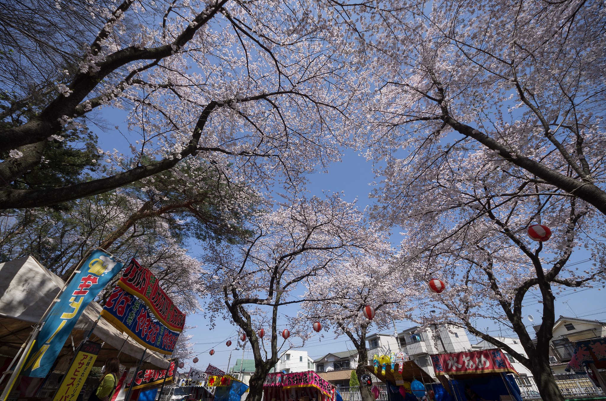 桜だ！出店だ！青空だ！