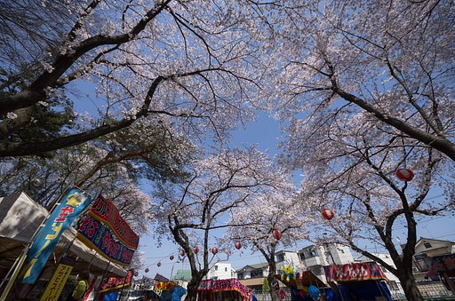 桜だ！出店だ！青空だ！