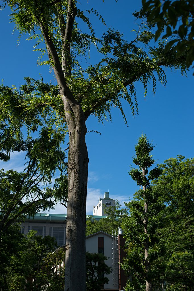 AF-S NIKKOR 50mm F1.8 G