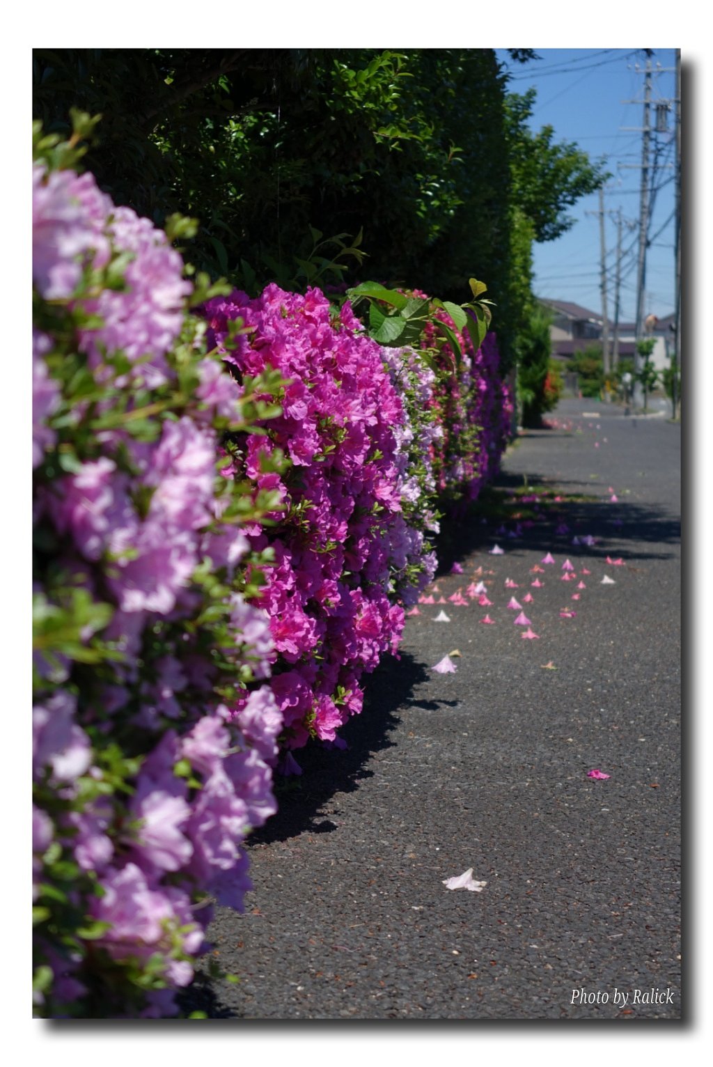 さつきの咲く道