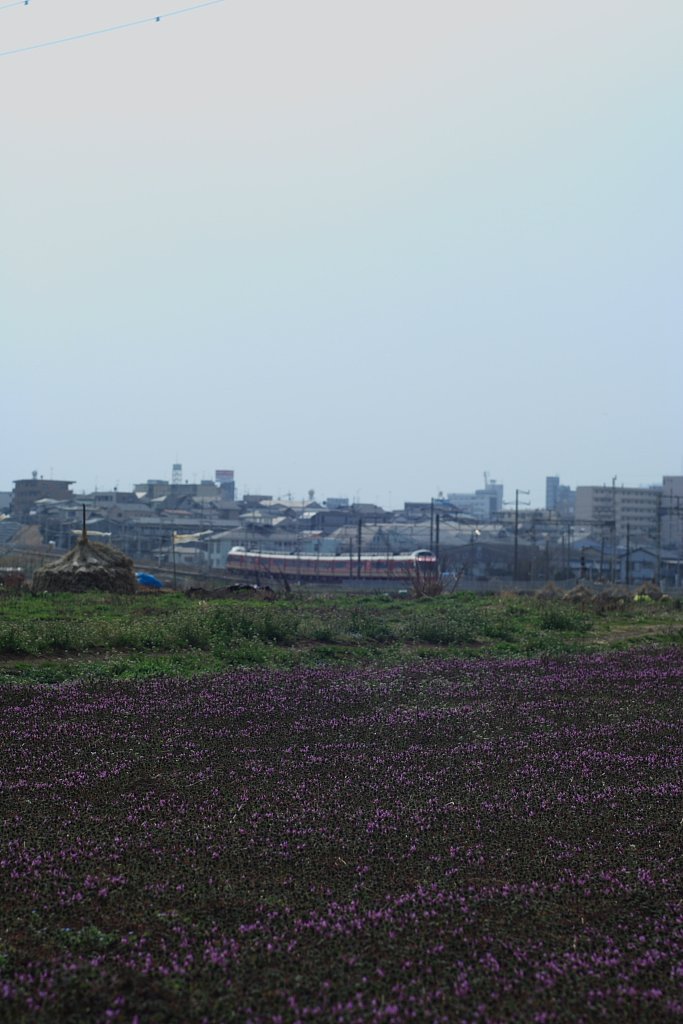 ザゼンソウとロマンスカー。
