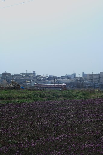 ザゼンソウとロマンスカー。