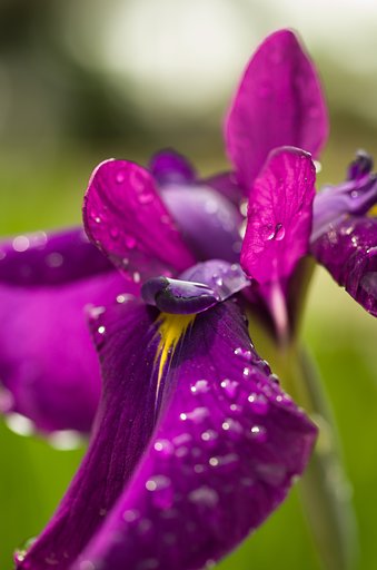 SIGMA MACRO 70mm F2.8 