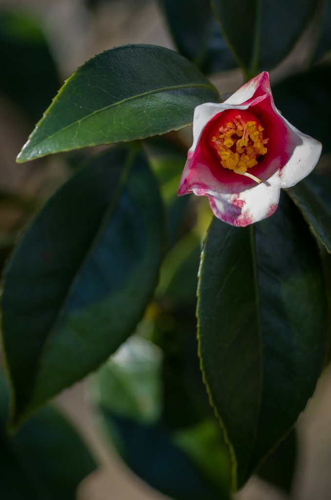 SIGMA MACRO 70mm F2.8 