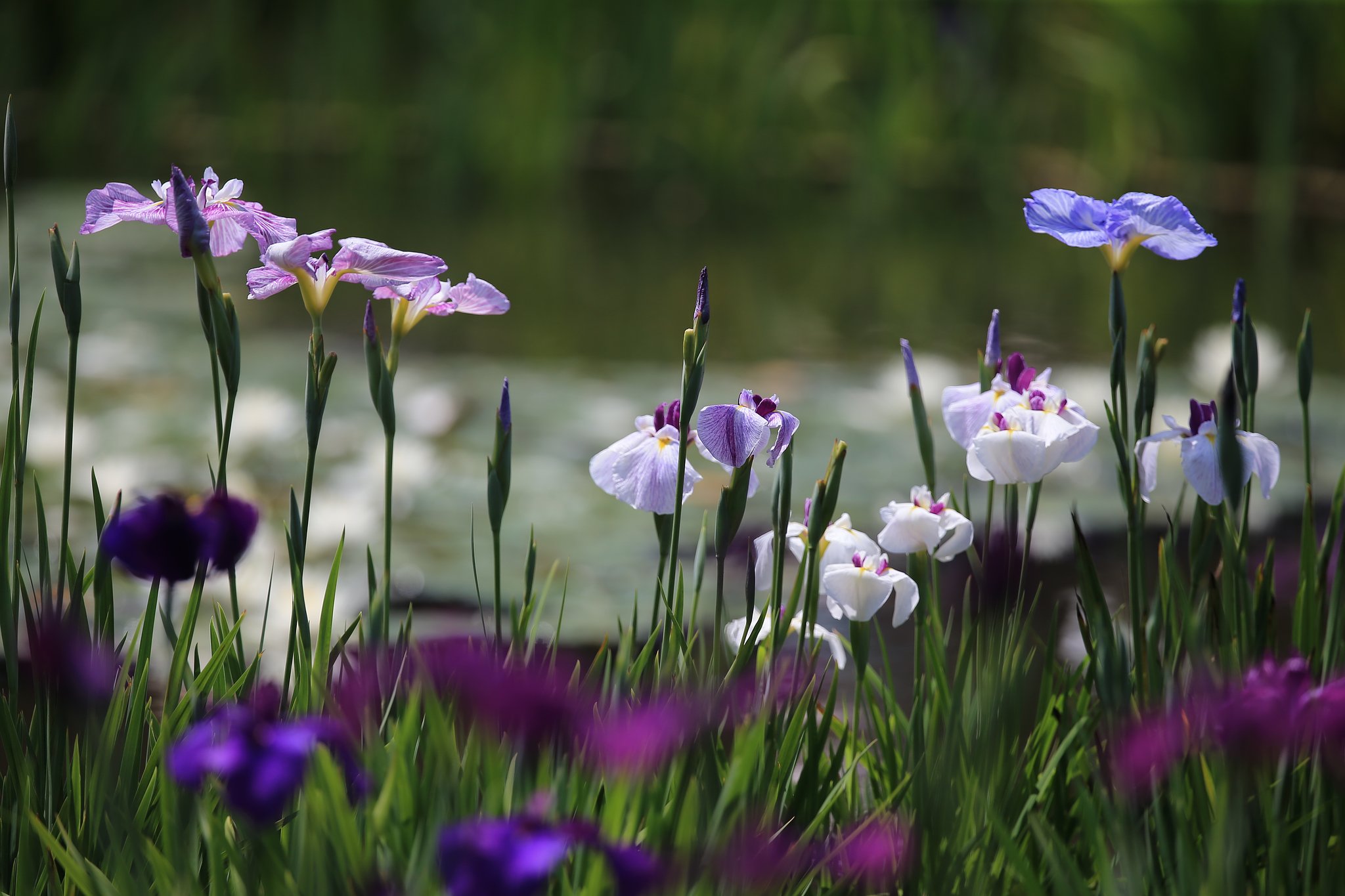 花菖蒲
