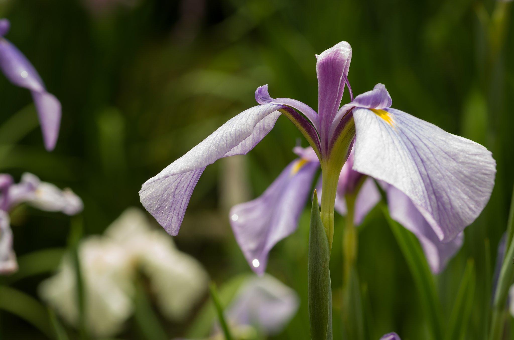 PENTAX-D FA MACRO 100mmF2.8 