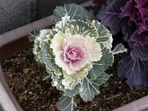 花キャベツ