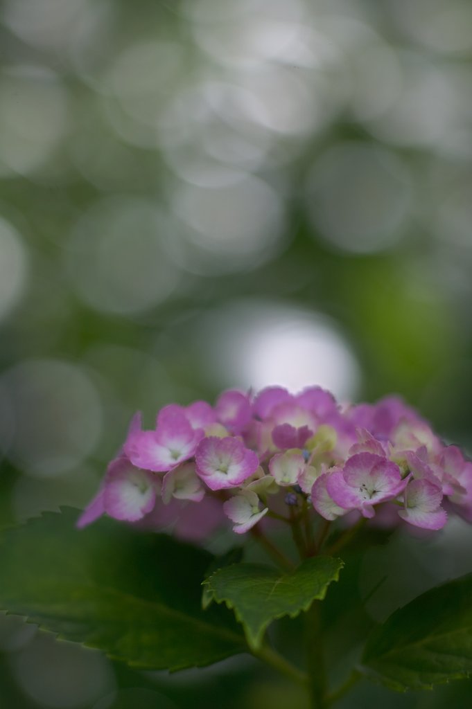 P.ANGENIEUX PARIS F.90 1:1.8　TYPE P1