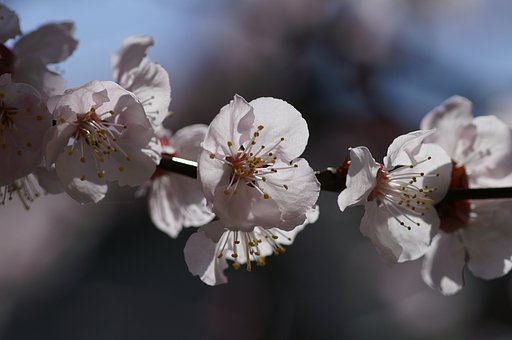 MINOLTA AF100/2.8 Macro