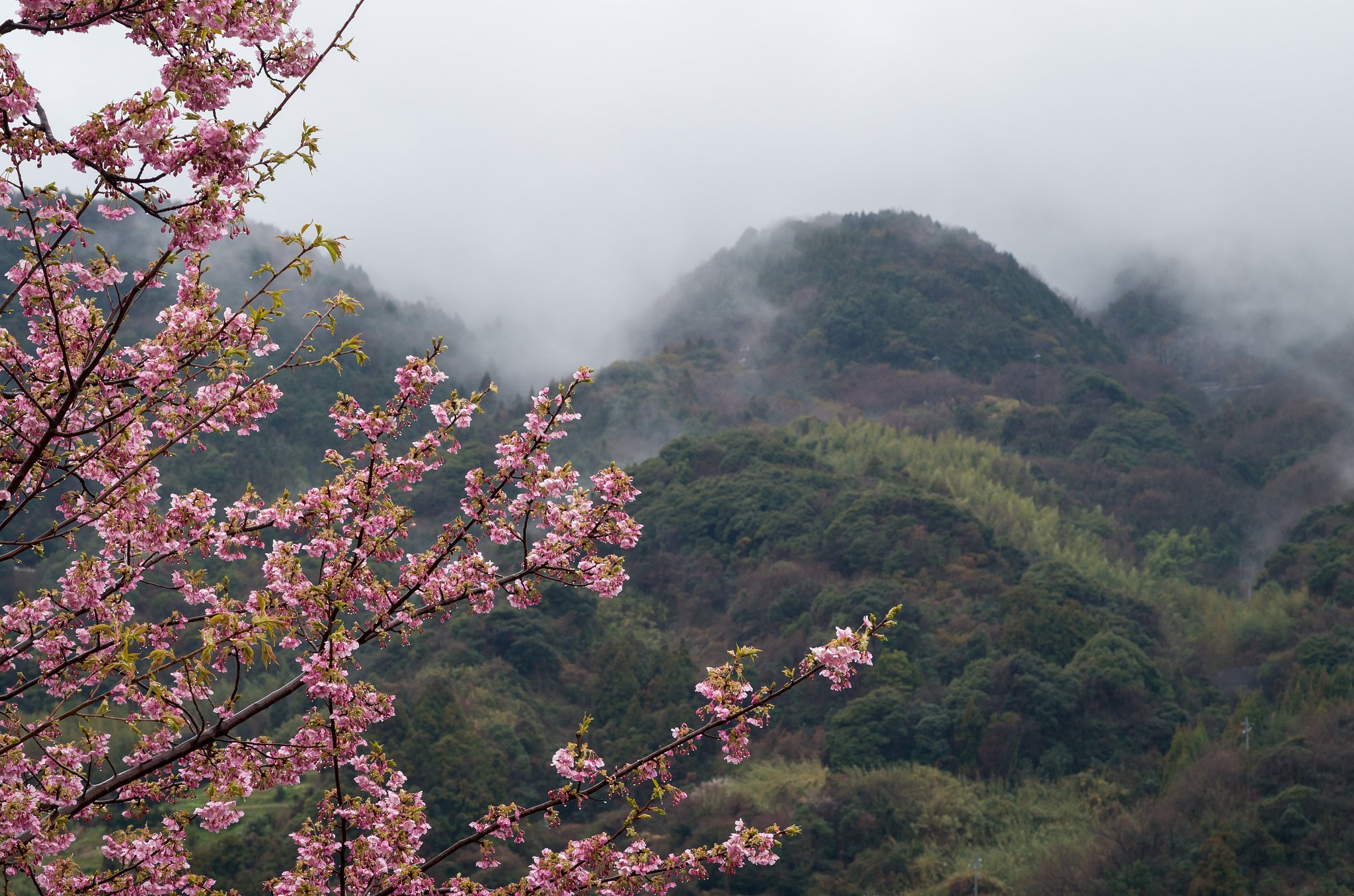 雨霧