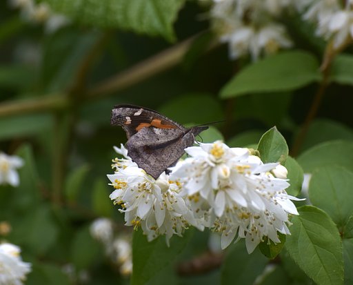 テングチョウの裏翅