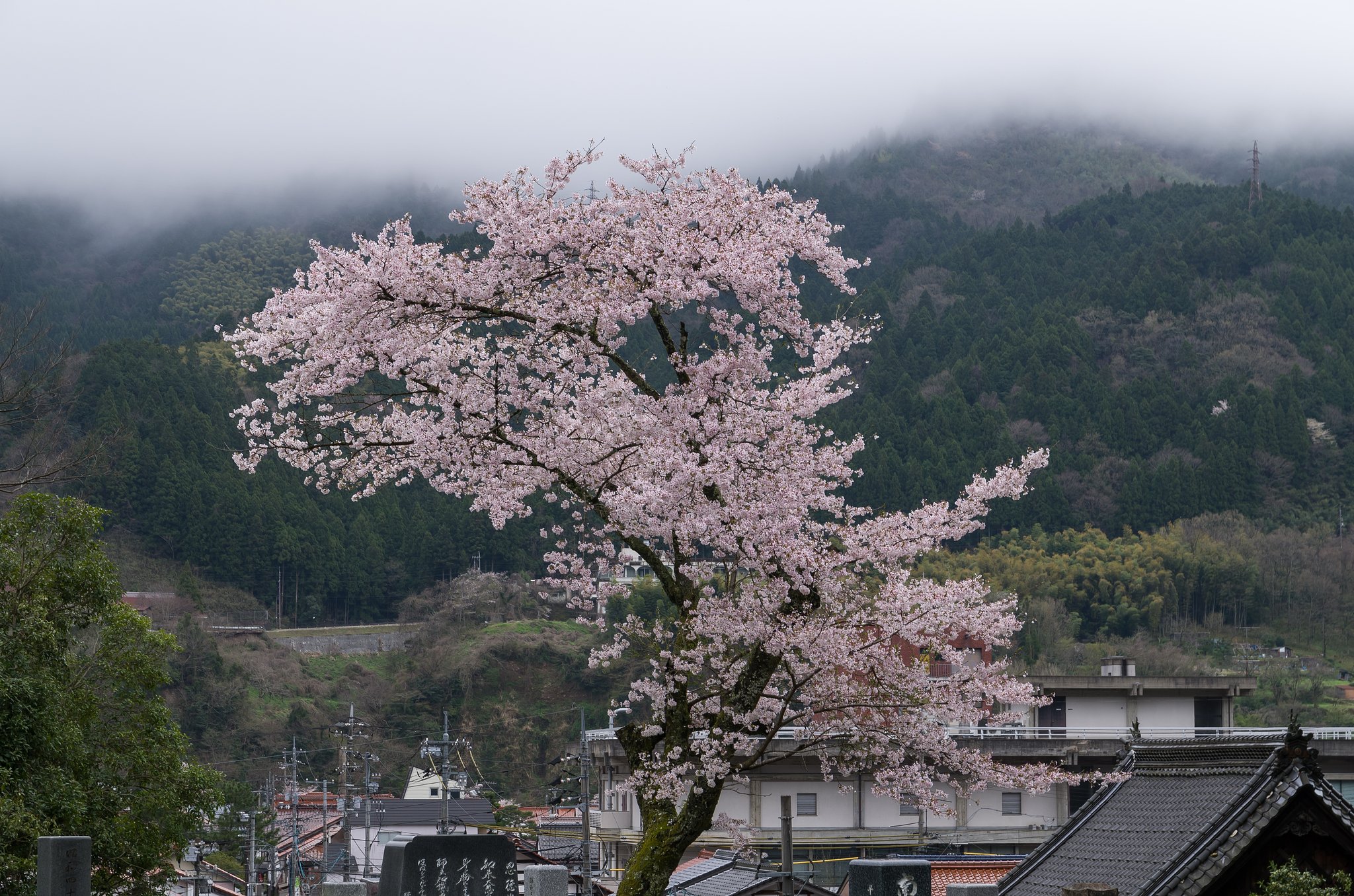 SIGMA 17-70mm F2.8-4 DC MACRO 