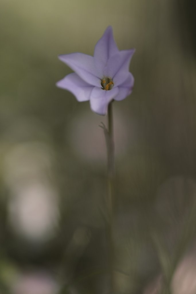 α100mmF2.8マクロ