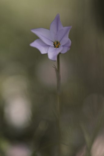 α100mmF2.8マクロ