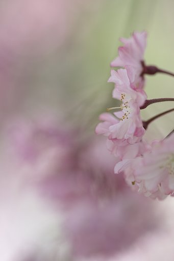 α100mm F2.8マクロ