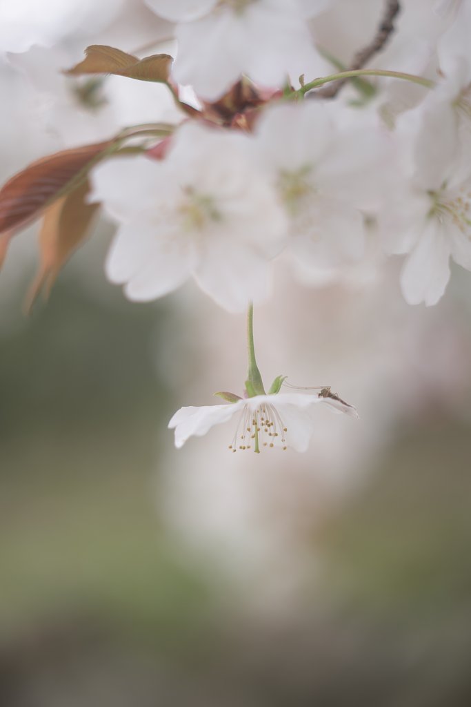 AF DC-NIKKOR135mmF2D