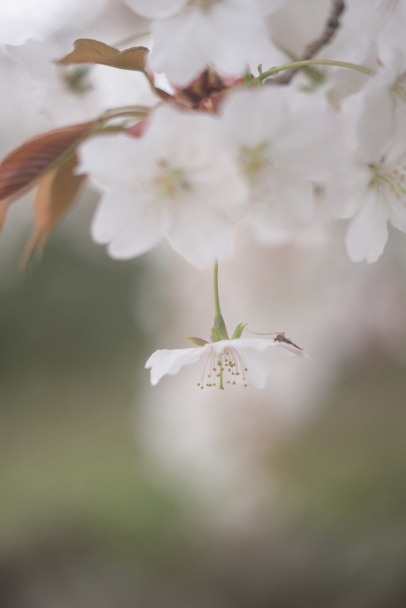 AF DC-NIKKOR135mmF2D