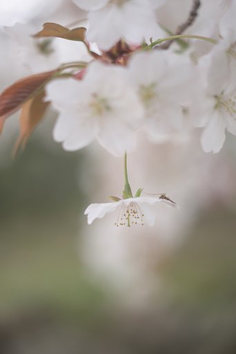 AF DC-NIKKOR135mmF2D