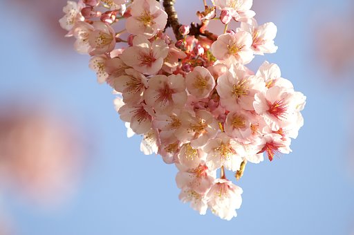 御苑の桜